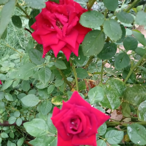 Meet your Posher, Rosa - Picture 1 of 1